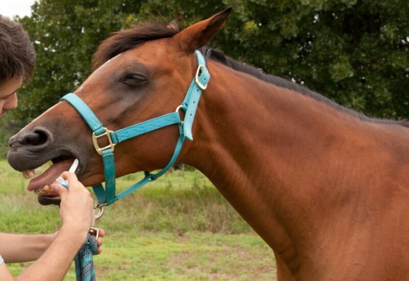 Equine Worming Advice and Healthcare Programmes SES Equine Veterinary