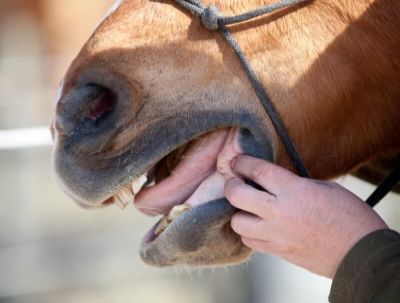 equine dentistry 