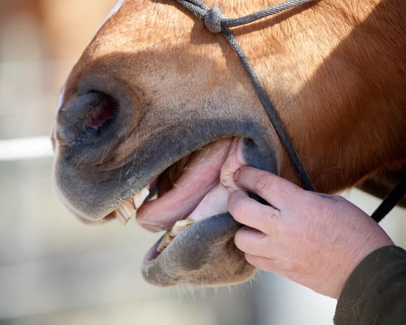 SES-800×640 equine dentistry