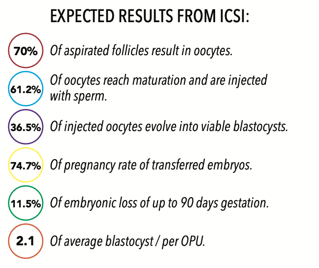 Equine Castration & In-Field Surgery Ireland